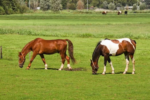 Two horses on sunny summerday in the country grazing on grassland