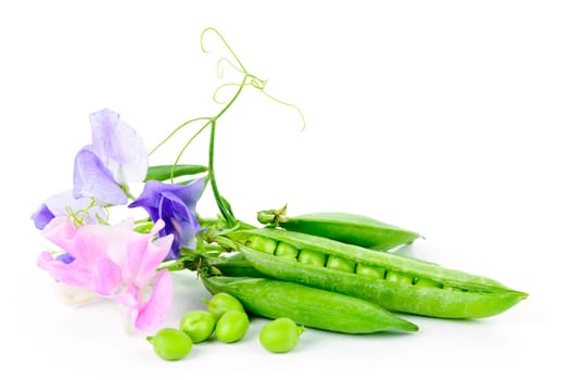 Peas in pods with sweet pea flowers isolated on white background