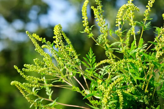 Flowering ragweed plant growing outside, a common allergen