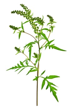 Ragweed plant in allergy season isolated on white background, common allergen