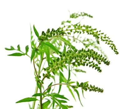 Ragweed plant in allergy season isolated on white background, common allergen