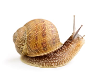 Garden snail looking around isolated on white background