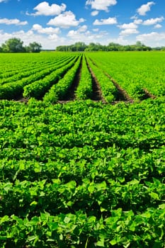 Rows of soy plants in a cultivated farmers field