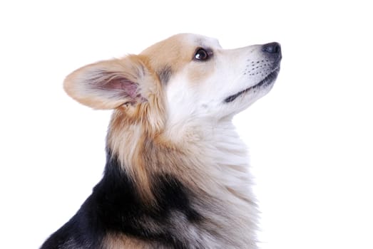 Dog portrait
