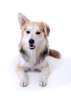 Dog Portrait