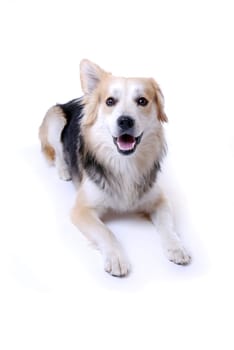 Dog Portrait