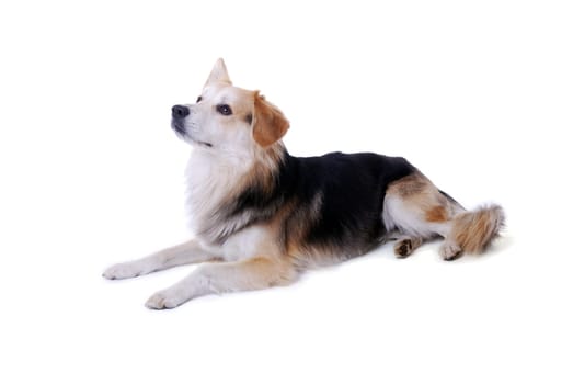 Dog Portrait