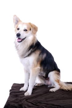 Dog Portrait