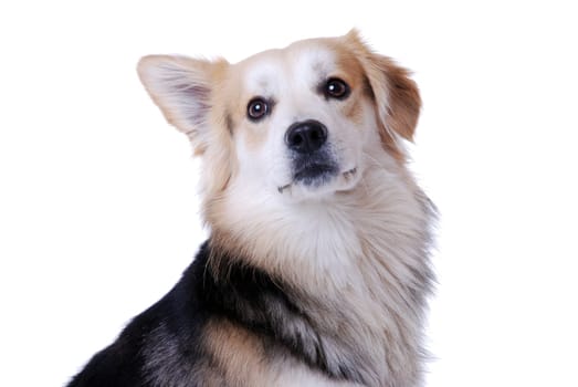 Dog portrait
