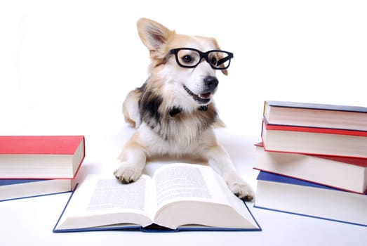 Dog Reading Book