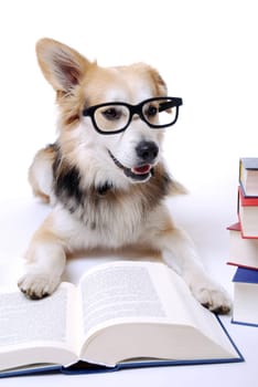 Dog Reading Book
