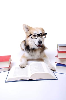 Dog Reading Book