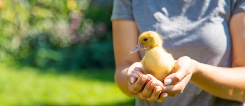 The farmers are holding two ducklings in their hands. Selective focus. nature