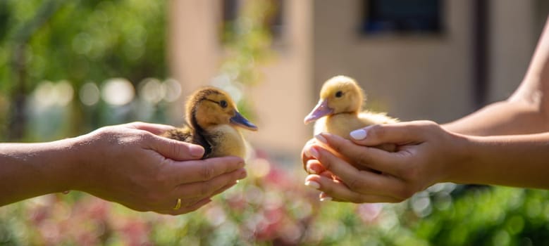 The farmers are holding two ducklings in their hands. Selective focus. nature