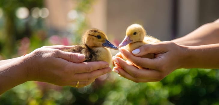 The farmers are holding two ducklings in their hands. Selective focus. nature