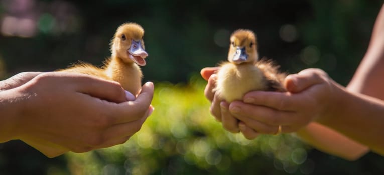 The farmers are holding two ducklings in their hands. Selective focus. nature