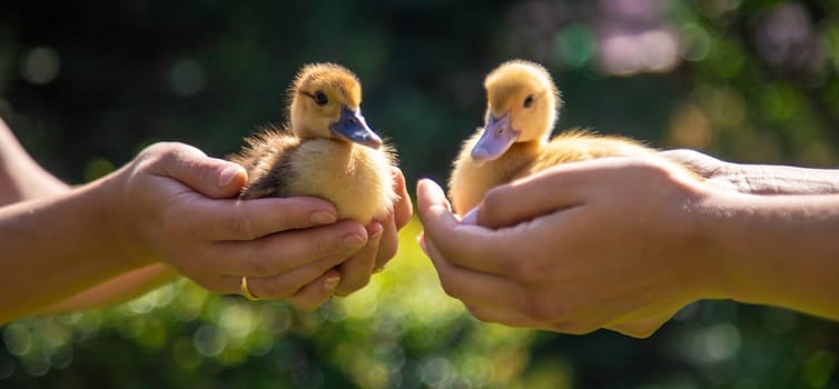 The farmers are holding two ducklings in their hands. Selective focus. nature