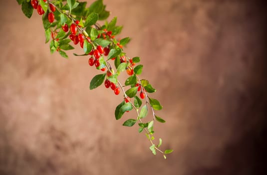 Branch with ripe red goji berry on abstract brown background