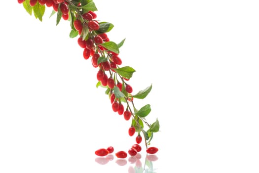 Branch with ripe red goji berry isolated on white background