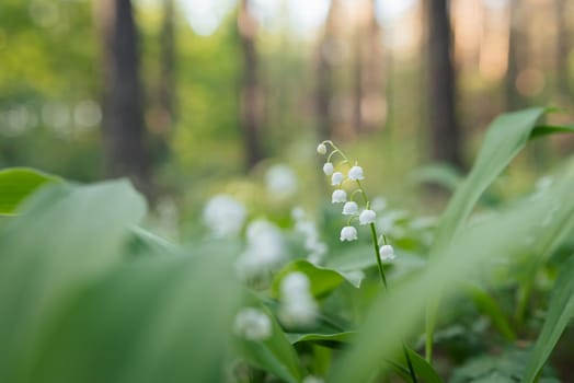 Beautiful spring flowers (Convallaria majalis) in forest