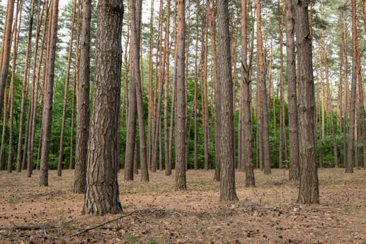 Day time in the woods, wild nature, brown trunks of the trees