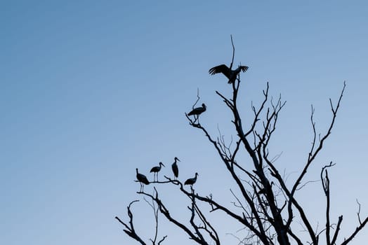 Dry tree on the background of blue sky in the evening