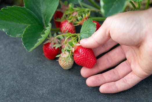 Picking up strawberries, spring time, harvesting, fresh and delicious food useful for health