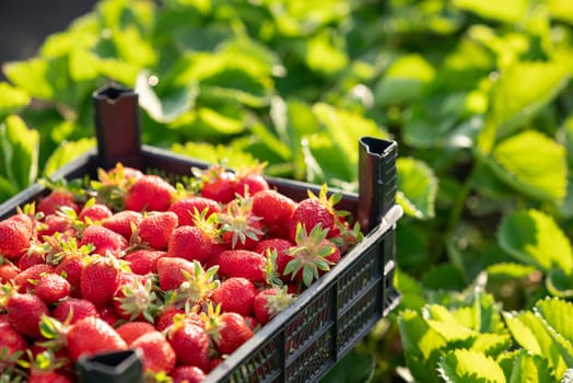 Sunny spring morning in the garden, harvesting delicious juicy berries in countryside