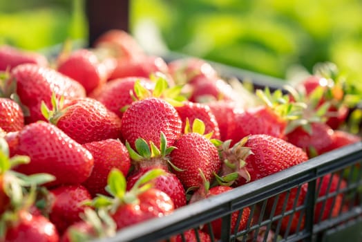 Bright sun shines on a beautiful spring morning, rich harvest of berries in the country garden