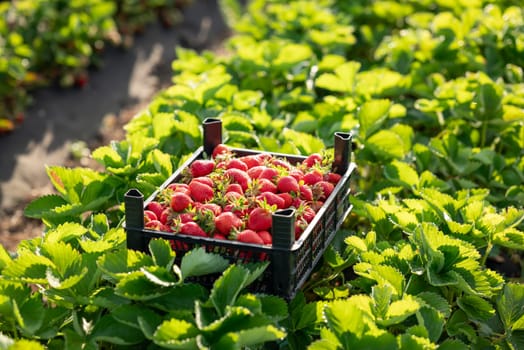 Berries ready for export, agriculture and ecological farming concept