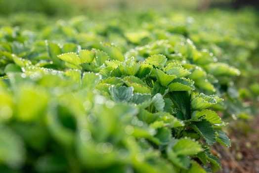 Natural background, green texture, gardening concept