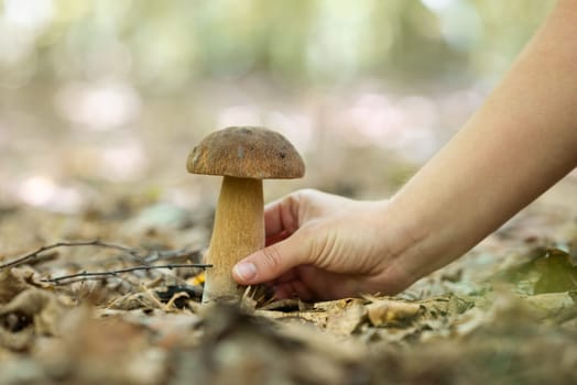 Searching and picking edible boletus mushrooms in autumn forest