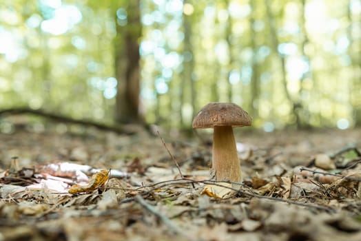 Close up of edible mushroom growing on foliage