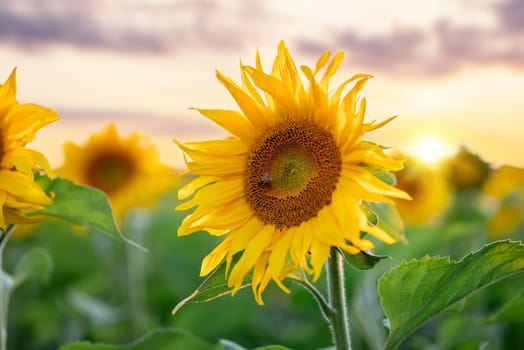 Golden blooming sunflower with setting sun on the background