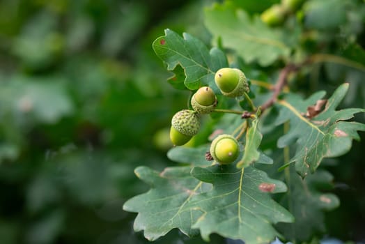 Big harvest of acorns on oak trees