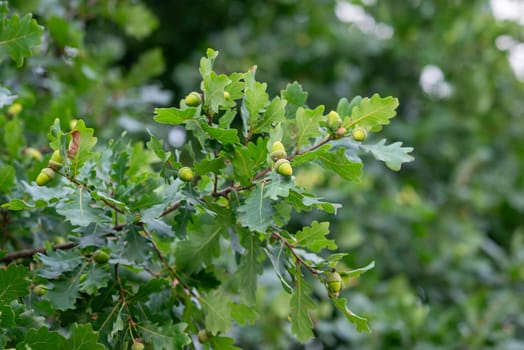 Branch of oak with many acorns on it
