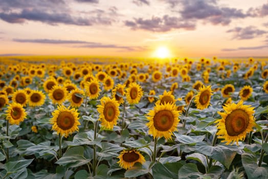 Endless agricultural field of bright blooming sunflowers with last rays of setting sun on the background