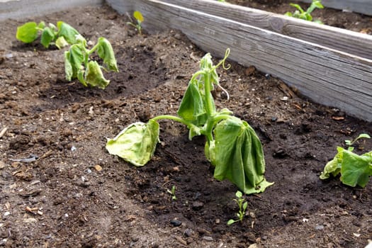 Spoiled cucumber, dry season. Ecological threat in agriculture. Spoiled food. Selective focus