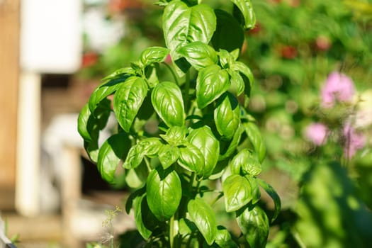 Harvesting basil, local movement, clean food, organic gardening cultivation