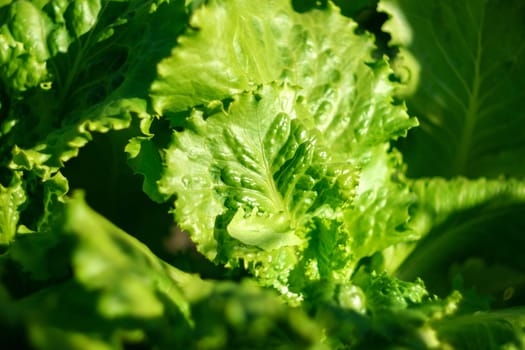 Farmer freshly harvested salad leaves, vegetables from local farming, organic produce, harvest