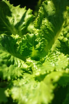 Farmer freshly harvested salad leaves, vegetables from local farming, organic produce, harvest. Vertical photo