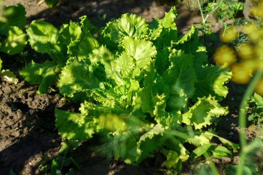 Farmer freshly harvested salad leaves, vegetables from local farming, organic produce, harvest