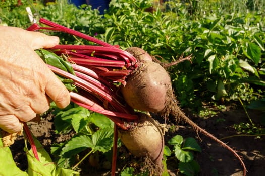 Beet harvest. Growth beetroots Beta vulgaris. Selective focus