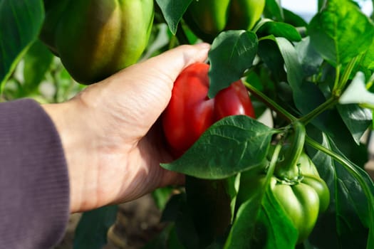 Agriculturist hands gathering and packing red ripe bell peppers. Organic eco veggies cultivation and harvesting in garden.