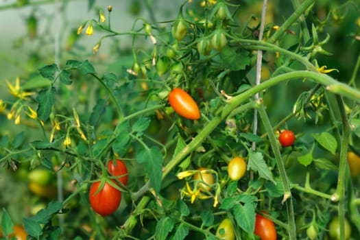 Fresh summer vegetables, close-up of mini-tomatoes from home garden. Selective focus