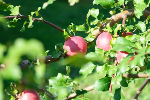 Red apples on tree ready to be harvested. Ripe red apple fruits in apple orchard.