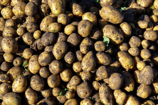 Harvesting potato crops in september. organic farming, autumn, harvest season. Digging up potatoes in garden. Texture