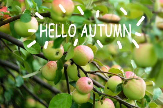 Hello Autumn text on green foliage and red apples. Fall landscape