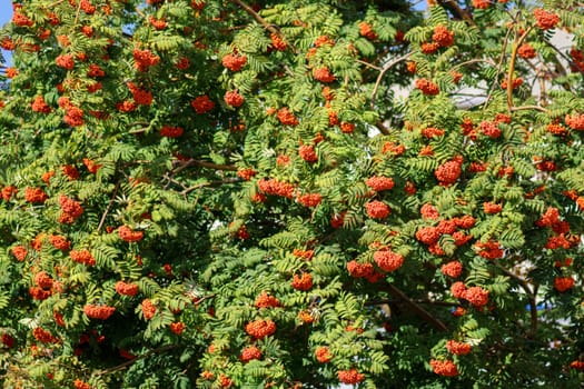 Rowan branch with a bunch of red ripe berries. Selective focus