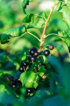 Bush of black currant with ripe bunches of berries and leaves. Harvesting on farm or in garden. Vertical photo
